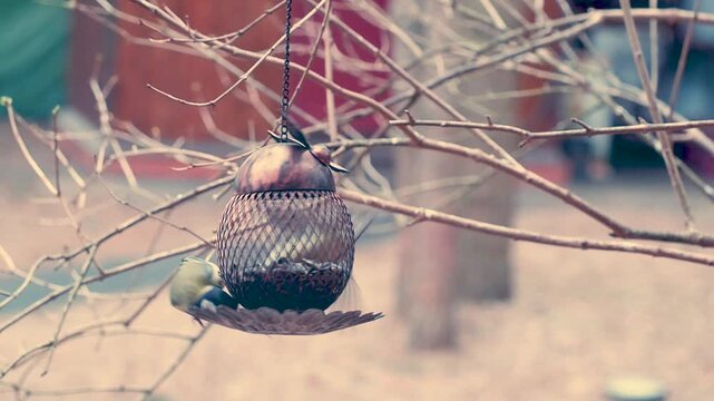 A hanging mesh feeder in the shape of an owl, filled with sunflower seeds. Tits feeding on a feeder