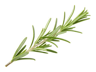 Fototapeta premium Rosemary leaf herbal is spices isolated on alpha background