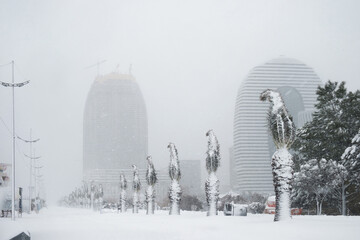 Palm trees covered with snow while it is snowing in the park, blurred buildings background