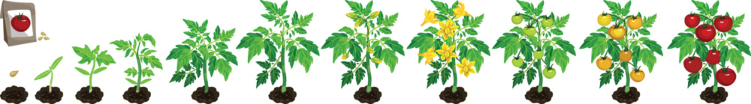 Life cycle of tomato plant development from seed and sprout to fruiting plant with ripe red fruits. Growth stages of tomato plant isolated on white background	