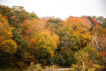 Fototapeta premium serene forest scene inviting calm, quiet beech grove illuminated by dappled sunlight and autumn colors