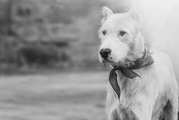 Retrato animal, perro de la protectora posando