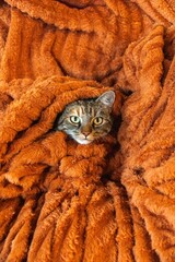 A Cozy Cat Snuggled Up and Wrapped in a Plush Orange Blanket