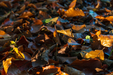 Autumn leaves on forest floor. 