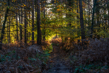 Obraz premium Autumn woodland trail with golden light.