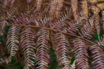 Close-up of autumn fern frond. 