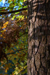 Obraz premium Textured tree trunk in autumn scenery. 