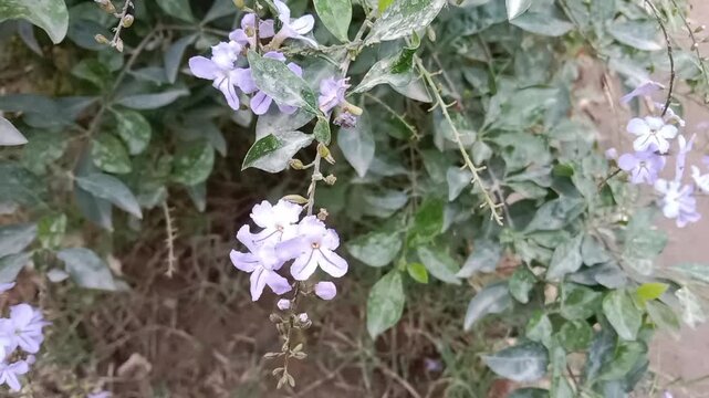 duranta erecta flower or golden dewdrop flower on the plant.flower of the pigeon berry or sky flower