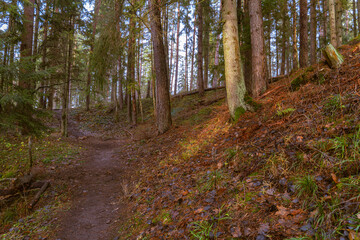 Forest Trail Winding Through Sunlit Pines and Mossy Ground in Peaceful Woodland Scenery