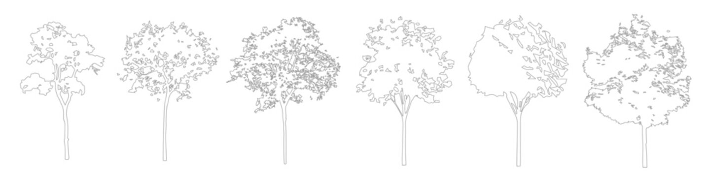 Architectural CAD Tree Linework for Landscape Design