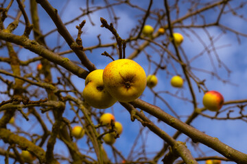 Close-Up of Yellow Winter Apples Hanging on Bare Branches Against Clear Blue Sky
