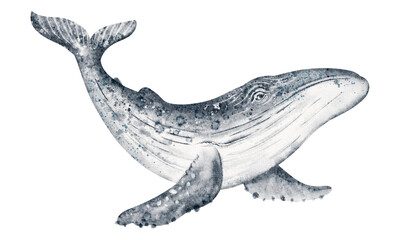 Whale sketch in watercolor for oceanic projects. Cetacean element for poster and card. Suitable for print and clipart use.