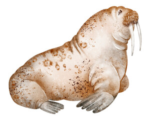 Walrus watercolor drawing with tusks. Marine pinniped in arctic setting. Isolated seal animal clipart for print and card design.