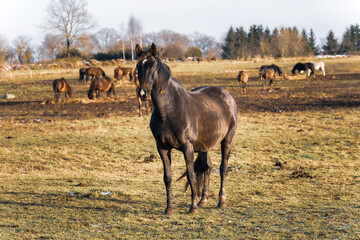 Dark Brown Horse Standing in Sunlit Winter Pasture with Grazing Herd in Background