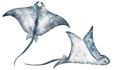 Watercolor illustration of stingrays swimming underwater. Hand drawn sea animals, aquatic life, tropical fish, marine creatures in ocean scene.