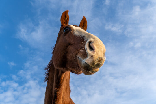 Close-Up Low-Angle Portrait of Chestnut Horse Against Bright Blue Sky with Soft Clouds