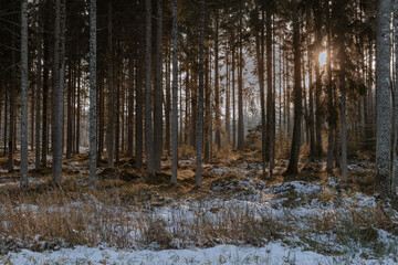 Winter Forest with Low Sunlight Filtering Through Tall Pine Trees in a Peaceful Snowy Landscape