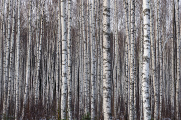 Obraz premium Dense Winter Birch Forest with White Tree Trunks and Subtle Snow Cover Creating a Minimalist Woodland Pattern
