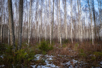 Winter Birch Forest with Snow-Dusted Undergrowth and Young Evergreens in Soft Daylight