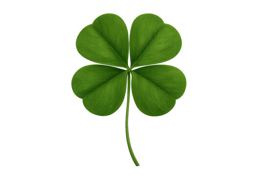 Four-leaf clover representing concepts of good luck, success, fortune, and a special finding, transparent background
