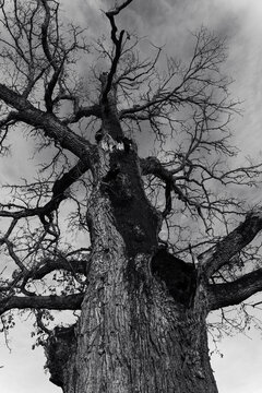 Dramatic Black and White Ancient Oak Tree Viewed from Below Under Moody Sky
