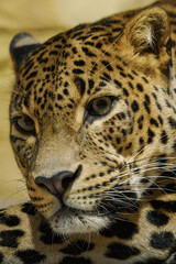 Adult leopard predator kept in captivity indoors.
