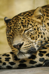 Dozing adult male leopard in the interior.
