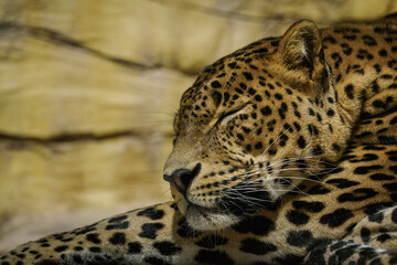 Dozing adult male leopard in the interior.

