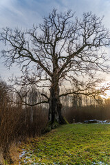 Majestic Ancient Oak Tree with Bare Winter Branches at Sunset