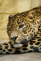 Adult leopard predator kept in captivity indoors.
