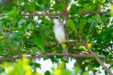 Gelbsteißbülbül (pycnonotus goiavier), Birds of Sulawesi