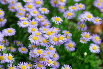Obraz premium Blooming Erigeron speciosus flower close up on nice spring day. Ornamental flowering. Summer blooms - June July Blooms in lavender blue flowers with yellow disc.