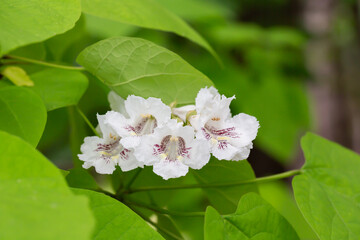 Close up of Indian Bean Tree flowers (Catalpa bignonioides). White large flowers among green leaves. Natural floral background