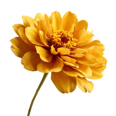 Fototapeta premium Beautiful yellow zinnia flower isolated on transparent background in full bloom