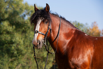 portrait of beautiful draft horse posing in park at sunny autumn day. Vladimir heavy draft breed