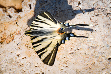 Schmetterling