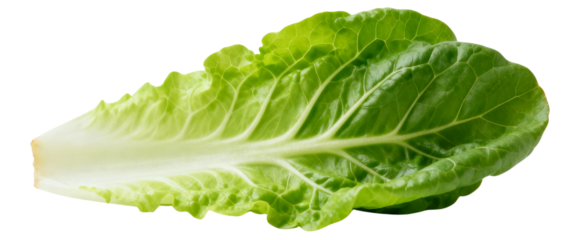 A single romaine lettuce leaf showing its green color and texture on a transparent background close-up view 