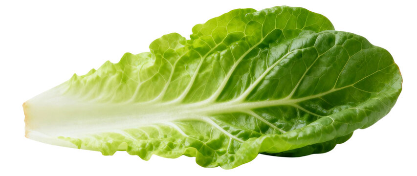 A single romaine lettuce leaf showing its green color and texture on a transparent background close-up view 