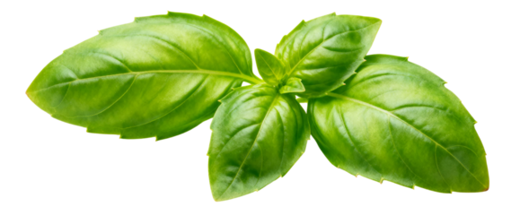A close up of fresh green basil leaves against a transparent background in a studio setting