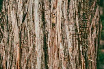 Juniperus thurifera, Is a species of juniper native to the mountains of the western Mediterranean region, from southern France across eastern and central Spain to Morocco and locally in northern Alger