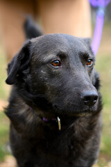 Foster dog have a daily walk with his caregiver in the city park on the winter sunny day
