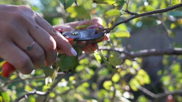 Pruning, harvesting, apples, woman cutting ripe red fruit from a tree branch with secateurs in a sunny orchard.