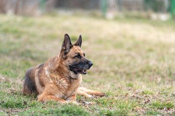 German Shepherd lies on the grass without a leash and awaits a command from his trainer as part of regular obedience training.