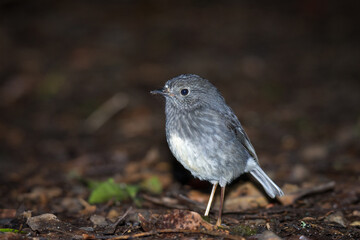 Close up of native new zealand bush robin
