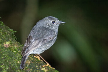 Close up of native new zealand bush robin