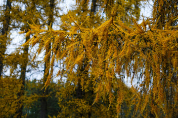 Golden Larch Branches in Autumn
