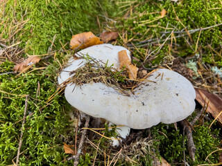 Various mushrooms in the autumn forest in Austria after rain