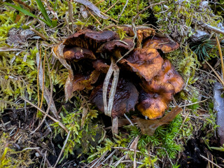 Various mushrooms in the autumn forest in Austria after rain
