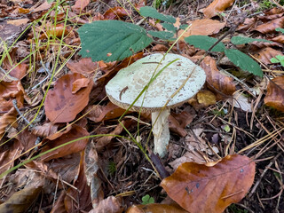 Various mushrooms in the autumn forest in Austria after rain