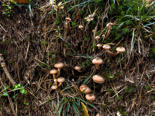 Various mushrooms in the autumn forest in Austria after rain